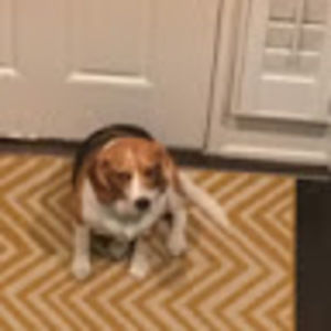 Meet your Posher, Lucy